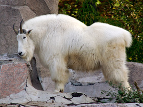 Фото Снежная коза