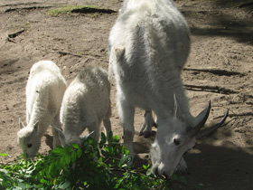 Фото Снежная коза