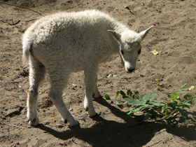 Фото Снежная коза