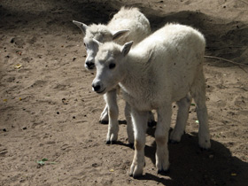 Фото Снежная коза