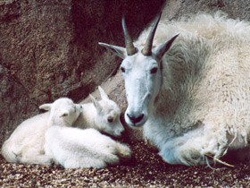 Снежная коза