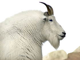 Фото Снежная коза