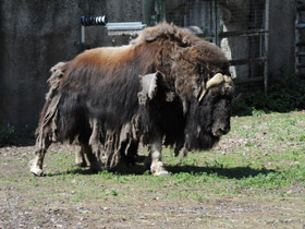 Смотреть фото Овцебык Фото Овцебык