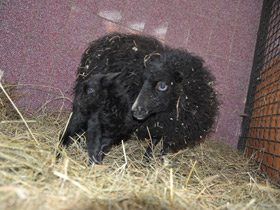 Карликовые овцы уэссан