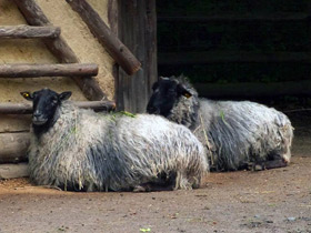 Романовская порода