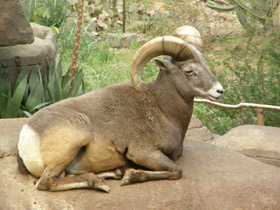 Смотреть фото Толсторог Фото Толсторог