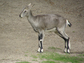 Смотреть фото Голубой баран Фото Голубой баран