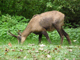 Смотреть фото Пиренейская серна Фото Пиренейская серна