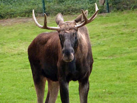 Смотреть фото Лось: этот странный сохатый Фото Лось: этот странный сохатый