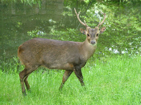 Смотреть фото Олень Куля Фото Олень Куля