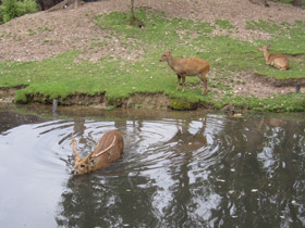 Смотреть фото Свиной олень Фото Свиной олень