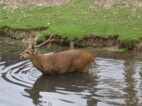 Смотреть фото Свиной олень Фото Свиной олень