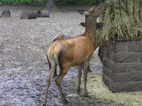 Смотреть фото Благородный олень Фото Благородный олень