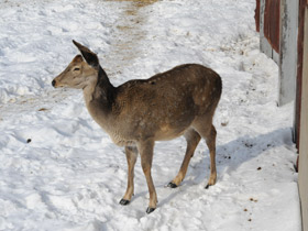 Смотреть фото Пятнистый олень Фото Пятнистый олень