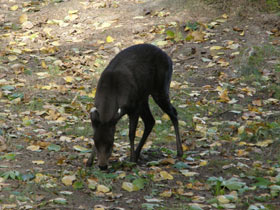 Смотреть фото Хохлатый олень Фото Хохлатый олень