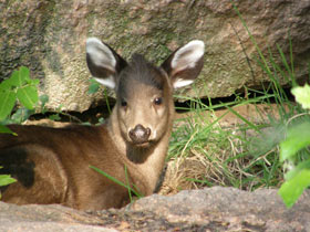 Смотреть фото Хохлатый олень Фото Хохлатый олень