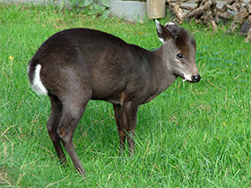 Смотреть фото Хохлатый олень Фото Хохлатый олень