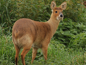 Фото Водяной олень