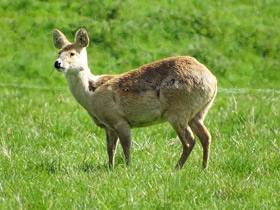 Фото Водяной олень