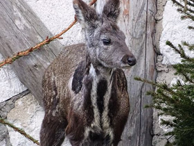 Фото Кабарга