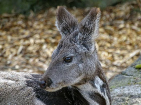 Фото Кабарга
