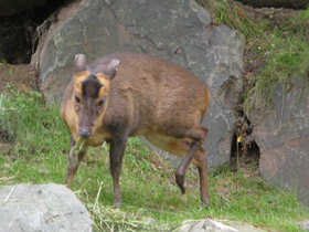 Фото Китайский мунтжак