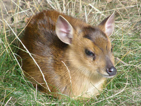 Фото Китайский мунтжак