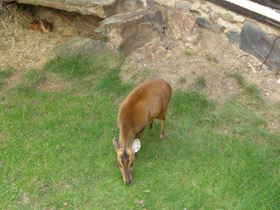 Фото Китайский мунтжак