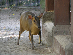 Фото Китайский мунтжак