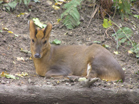 Фото Китайский мунтжак
