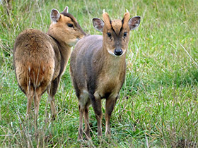 Фото Китайский мунтжак