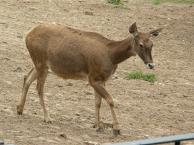 Фото Беломордый олень