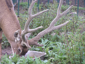 Фото Беломордый олень