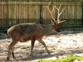 Фото Беломордый олень