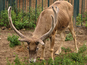 Фото Беломордый олень