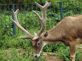 Фото Беломордый олень
