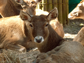 Фото Беломордый олень
