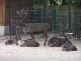 Фото Северный олень