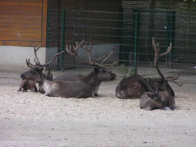 Фото Северный олень