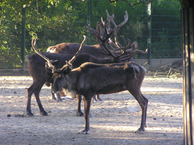 Фото Северный олень