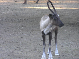 Фото Северный олень