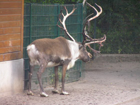 Фото Северный олень