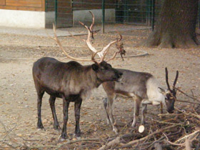Фото Северный олень