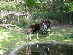 Смотреть фото Окапи Фото Окапи