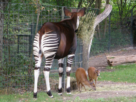 Смотреть фото Окапи Фото Окапи