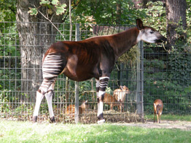 Смотреть фото Окапи Фото Окапи
