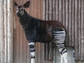 Смотреть фото Окапи Фото Окапи