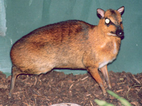 Смотреть фото Большой оленёк Фото Большой оленёк