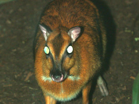 Смотреть фото Большой оленёк Фото Большой оленёк