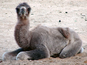 Фото 10 интересных фактов о верблюдах